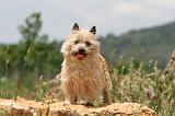 CAIRN TERRIER 555